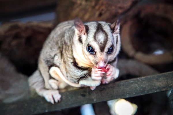 Adopt-an-Animal - Cooberrie Park Wildlife Sanctuary