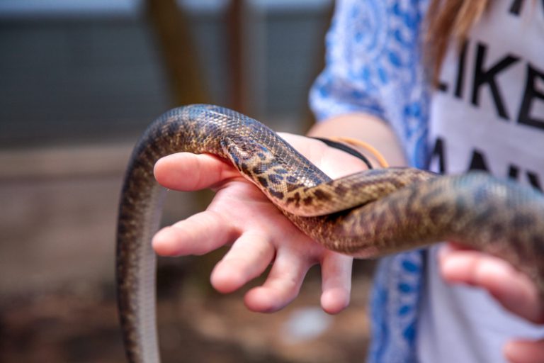 Home - Yeppoon Wildlife Sanctuary - Cooberrie Park Wildlife Sanctuary