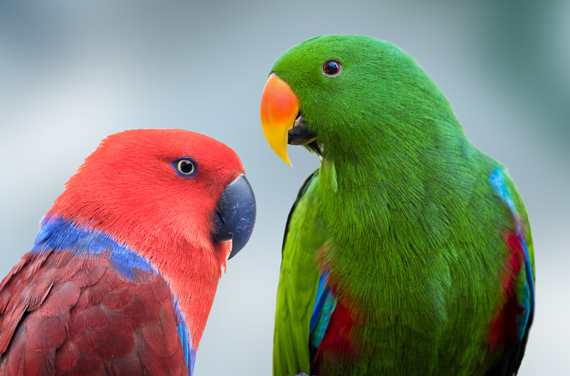 Eclectus-cooberrie-park - Cooberrie Park Wildlife Sanctuary